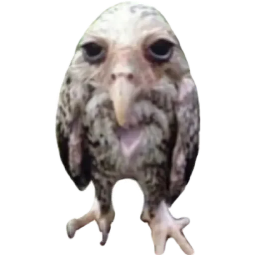 Sticker кльон зииии льо ний да кльон куу дряяя вий - 0