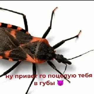 Sticker Клоп - 0