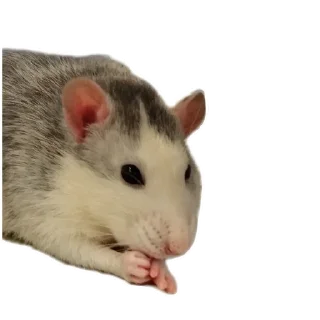 Стикер Клыски - 9