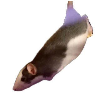 Стикер Клыски - 10