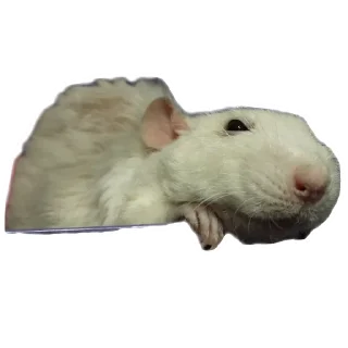 Стикер Клыски - 11