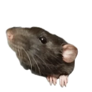 Стикер Клыски - 3