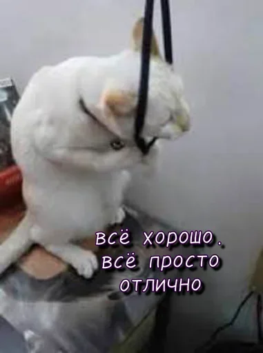 Sticker KmcaoNuKvQRlIjMas_by_stickers_stealer_bot - 1