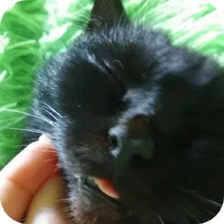 Стикер Кошка🐈‍⬛ - 2