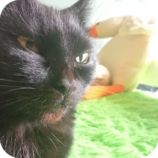 Стикер Кошка🐈‍⬛ - 5