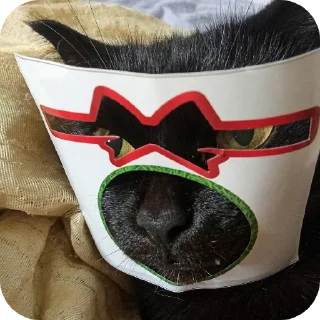 Стикер Кошка🐈‍⬛ - 1