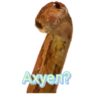 Sticker Кобрбля - 5