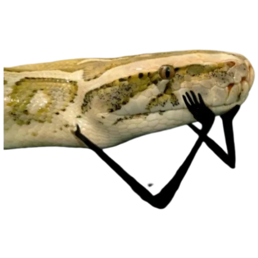 Sticker Kobryatina30 - 1