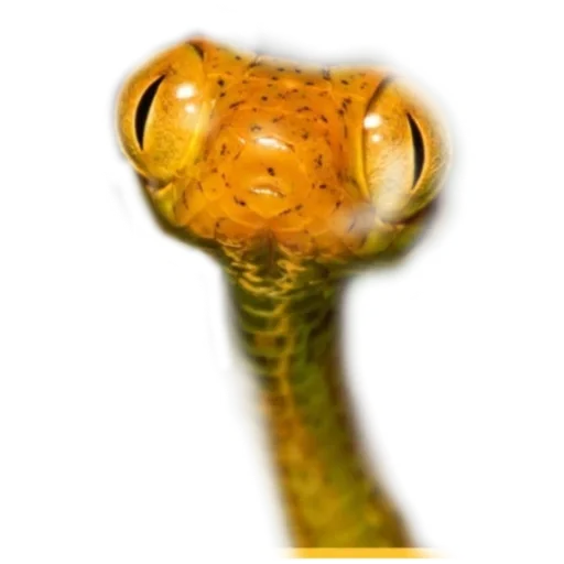 Sticker Kobryatina30 - 1