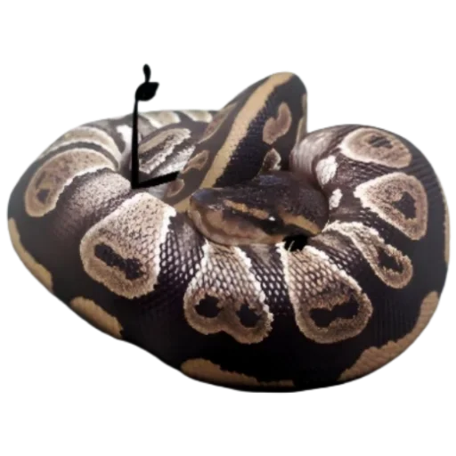 Sticker Kobryatina30 - 1