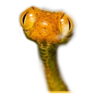 Стикер Кобрятина - 3