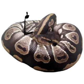 Стикер Кобрятина - 0