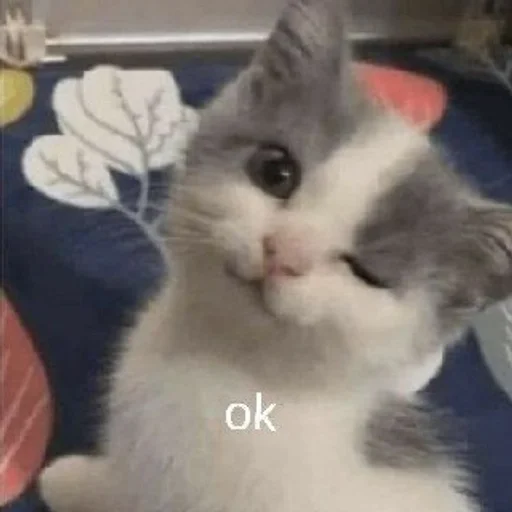 млекопитающее животное кошка