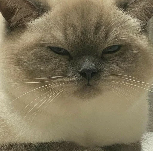 животное млекопитающее кошка