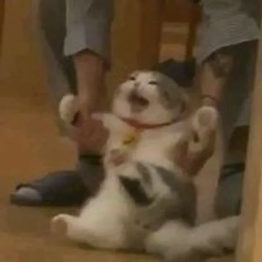 животное комнатный млекопитающее