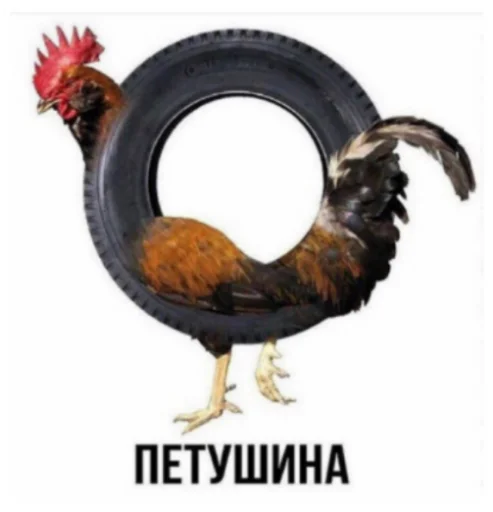 галловая птица гребень животное