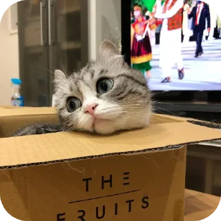 Стикер Комара от мирка,@Mirkaka1488 - 10