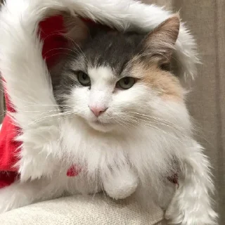 Sticker Комариус @doshikopol - 3