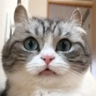 Sticker Комариус @doshikopol - 9