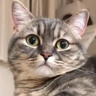 Sticker Комариус @doshikopol - 4