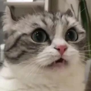 Sticker Комариус @doshikopol - 2