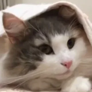 Sticker Комариус @doshikopol - 0