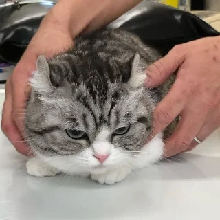 Sticker Комариус @doshikopol - 6