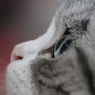 Sticker Комариус @doshikopol - 1