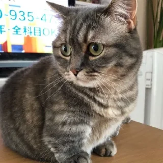 Sticker Комариус @doshikopol - 5