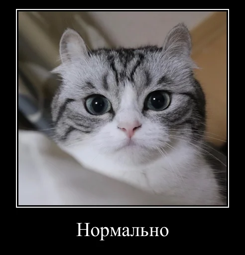 Sticker KomaruExpressions - 1