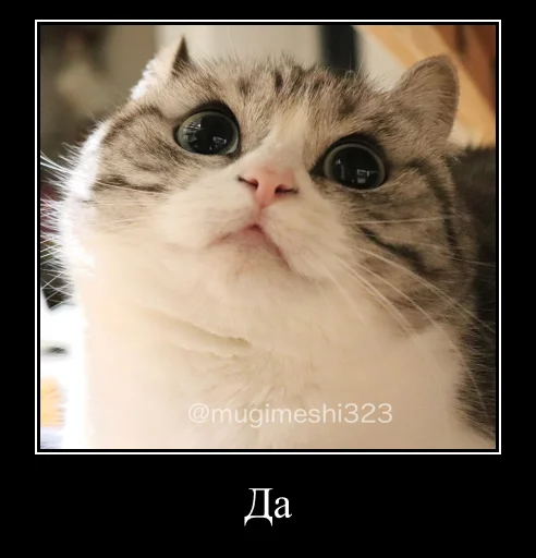 Sticker KomaruExpressions - 1