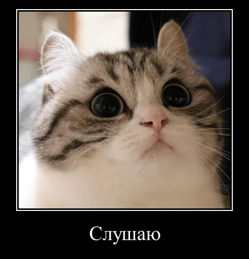 Sticker KomaruExpressions - 1