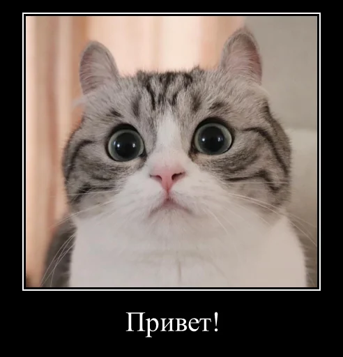 Komaru Expressions - 