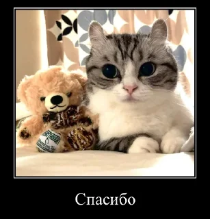 Sticker Komaru Expressions - 3