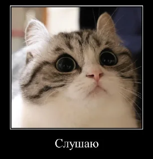 Sticker Komaru Expressions - 5