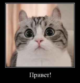 Sticker Komaru Expressions - 2