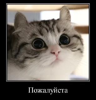 Sticker Komaru Expressions - 6