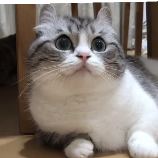 Sticker KomaruGIF - 1