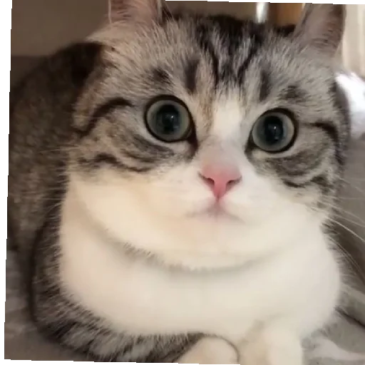 Sticker KomaruGIF - 1