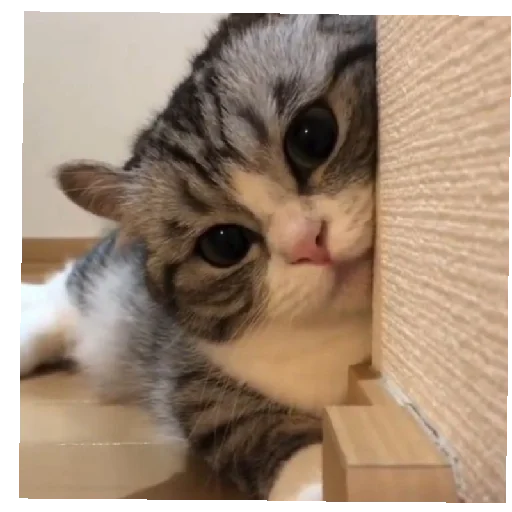 Sticker KomaruGIF - 1