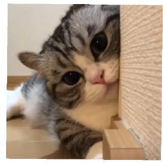 Стикер @komaru_GIF - 5