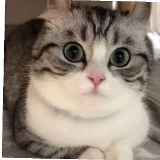 Стикер @komaru_GIF - 7