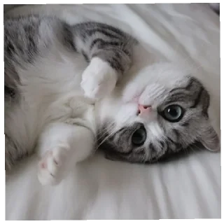 Стикер @komaru_GIF - 1