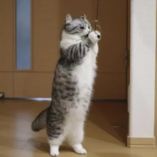 Стикер @komaru_GIF - 2