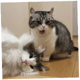 Стикер @komaru_GIF - 10