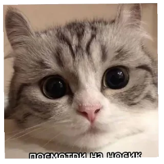 Стикер @komaru_GIF - 0