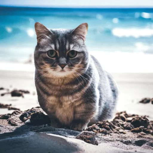 Sticker Komaru_Kokoa_Komugi_Ottimic - 1