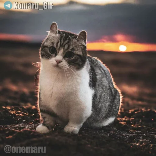 Набор Комару, Кокоа и Комуги от @OTTIMIC - 