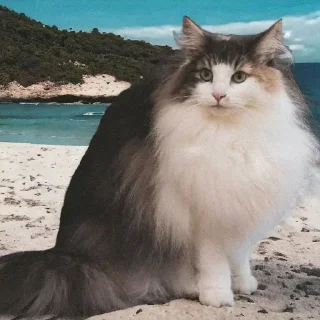 Sticker Набор Комару, Кокоа и Комуги от @OTTIMIC - 0