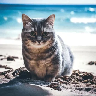 Sticker Набор Комару, Кокоа и Комуги от @OTTIMIC - 11